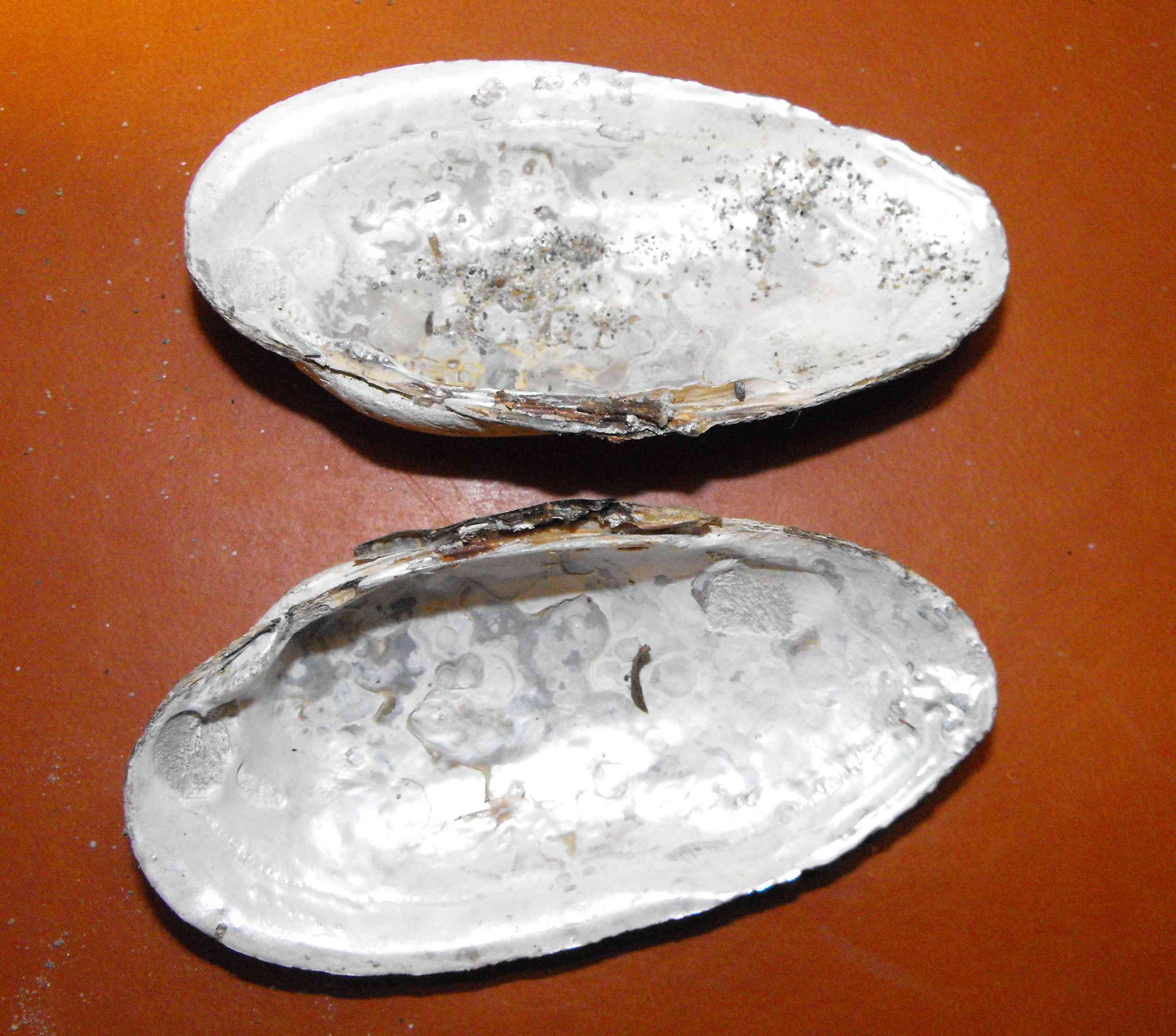 Microcondylaea compressa (Menke 1828) ?